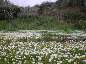 fiori all'Isola di Capraia