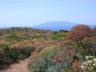 Giannutri macchie di euforbia